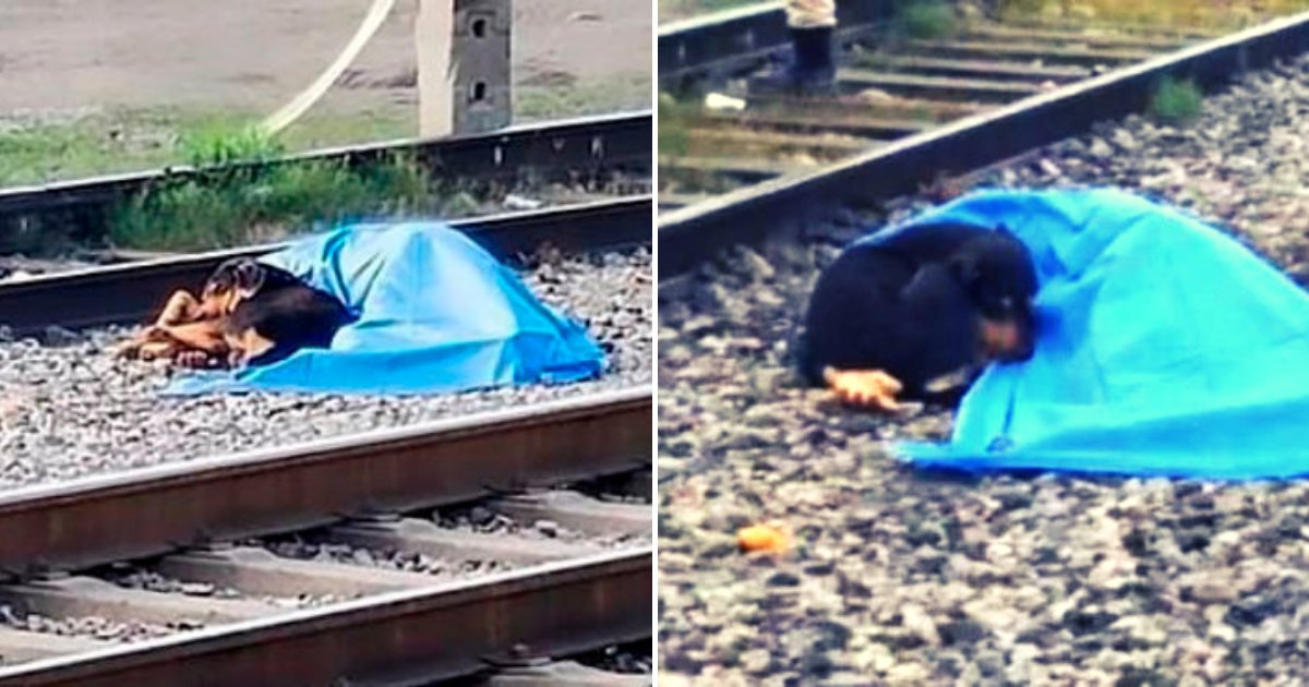 dog4.png?resize=412,275 - Loyal And Heartbroken Dog Lies Next To Owner's Body After He Was Hit By Train