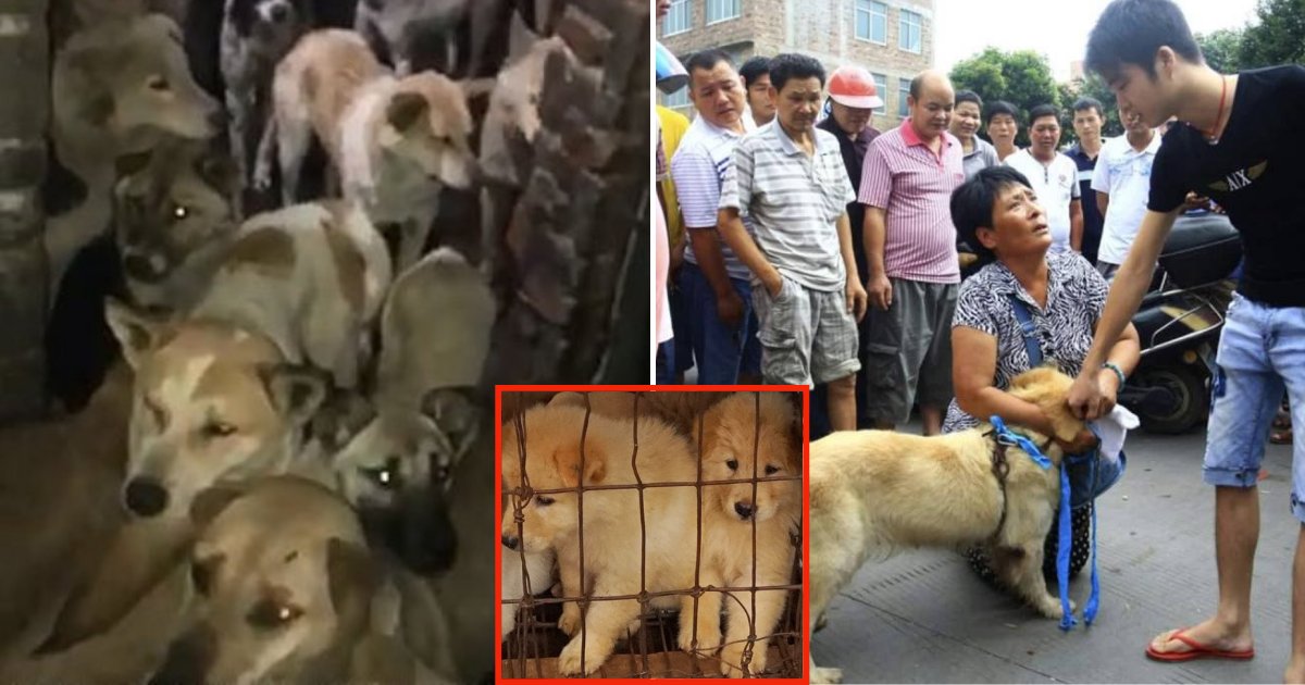 dog6 1.png?resize=1200,630 - Hundreds Of Dogs, Including Stolen Pets, Are Kept Into Filthy Warehouses As They Wait To Be Sent To Yulin Festival