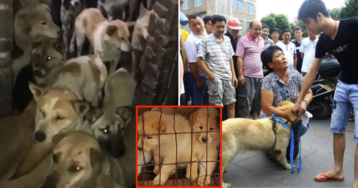 dog6 1.png?resize=412,232 - Hundreds Of Dogs, Including Stolen Pets, Are Kept Into Filthy Warehouses As They Wait To Be Sent To Yulin Festival