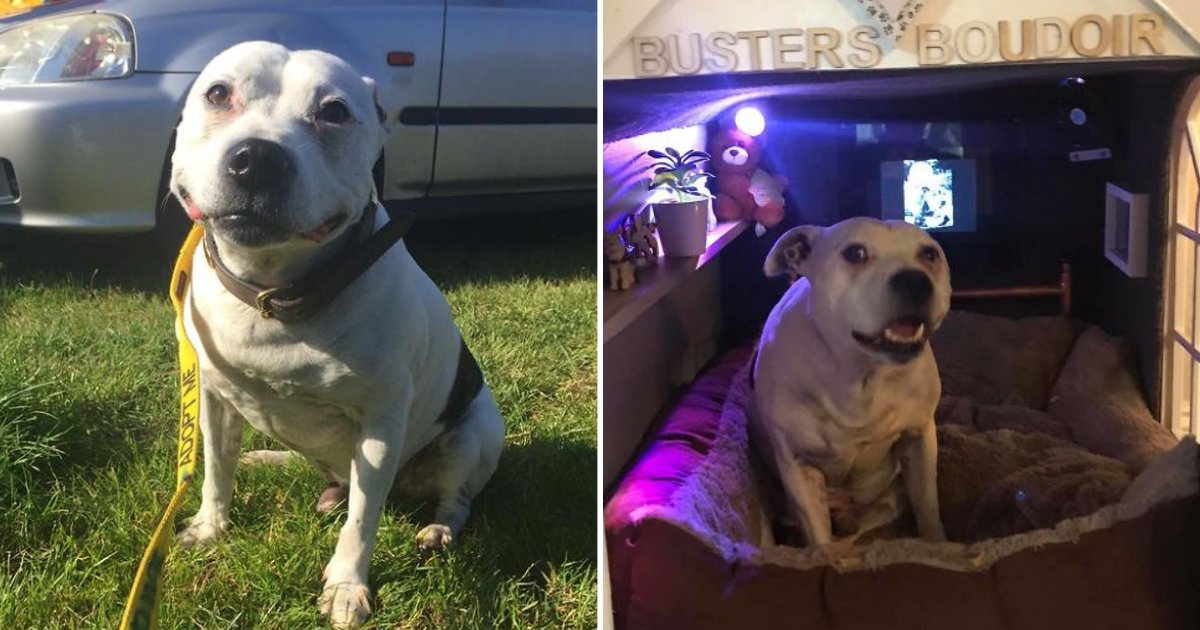 dog6.png?resize=412,275 - This Adopted Dog Has Trust Issues, So New Owner Built A Luxurious Bedroom With TV And Fan To Comfort Him