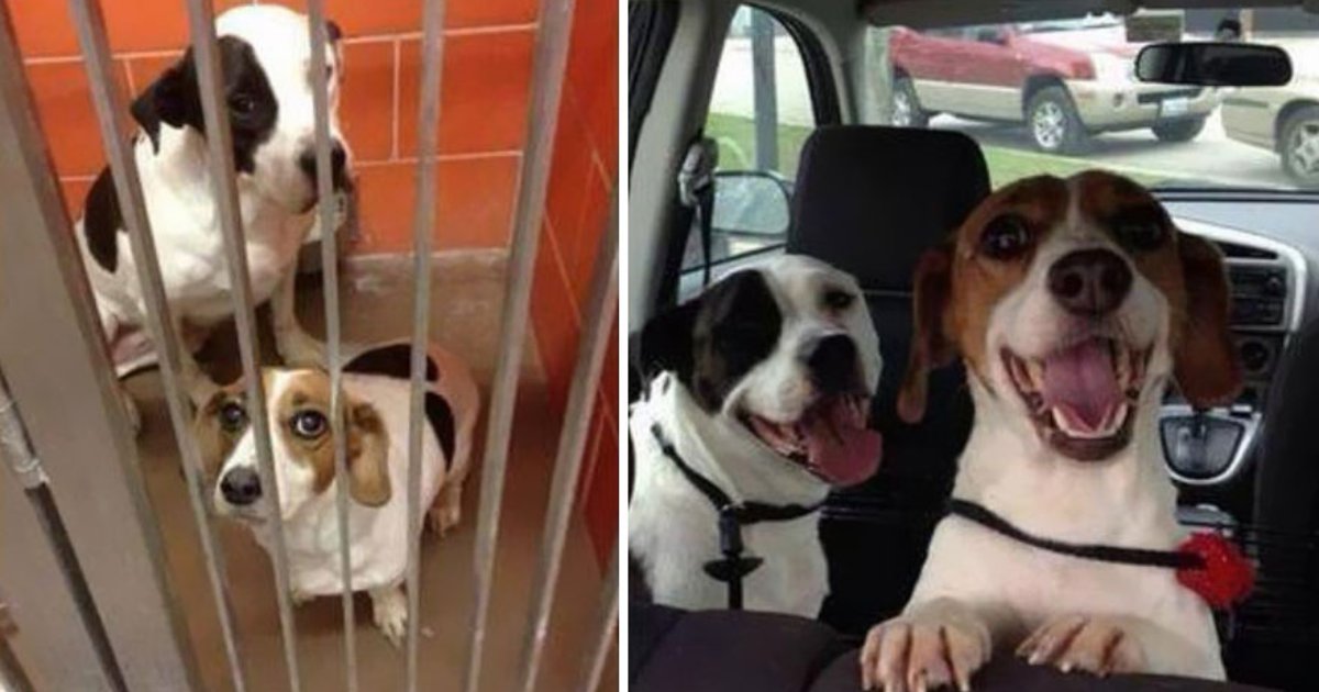 dogs adopted.png?resize=1200,630 - 25 Heartwarming Before and After Photos of Adopted Dogs
