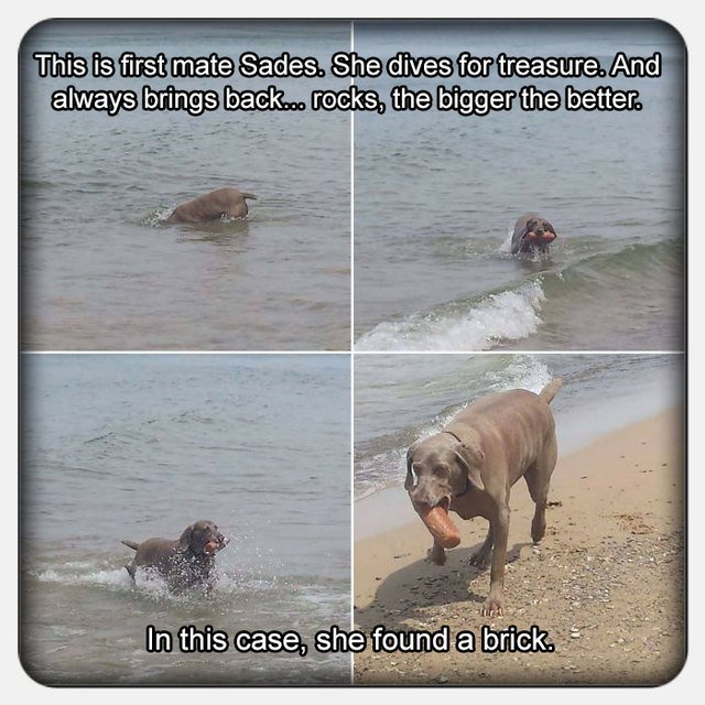Dog fetching a brick out of the ocean.