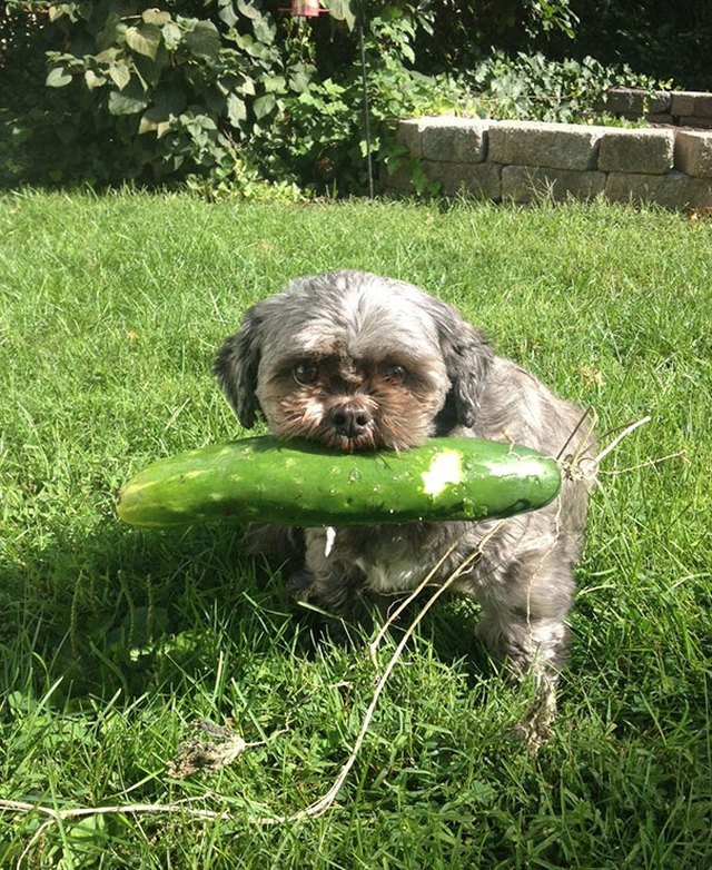 Dog holding a cucumber.
