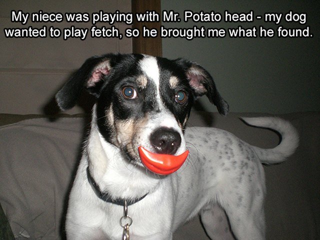 Dog with Mr Potato Head lips in his mouth.