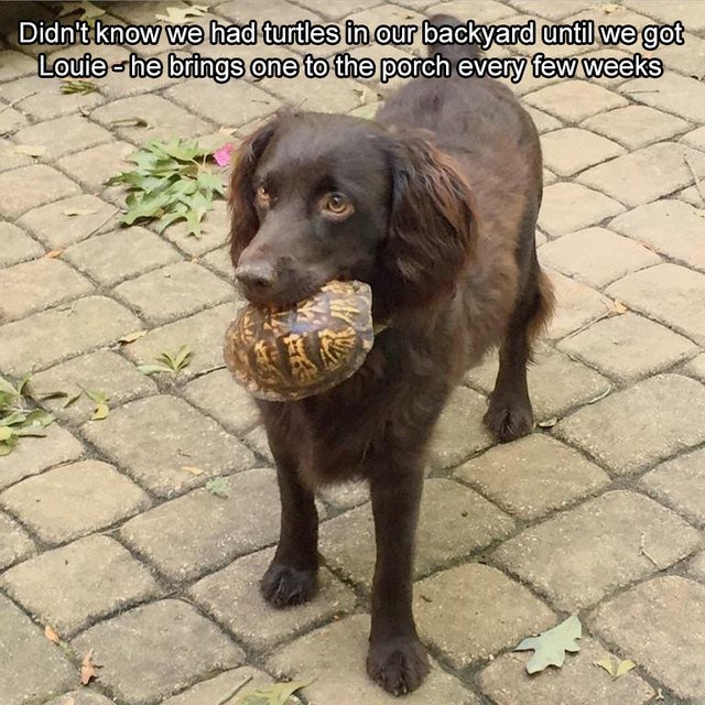Dog carrying a medium-sized turtle.