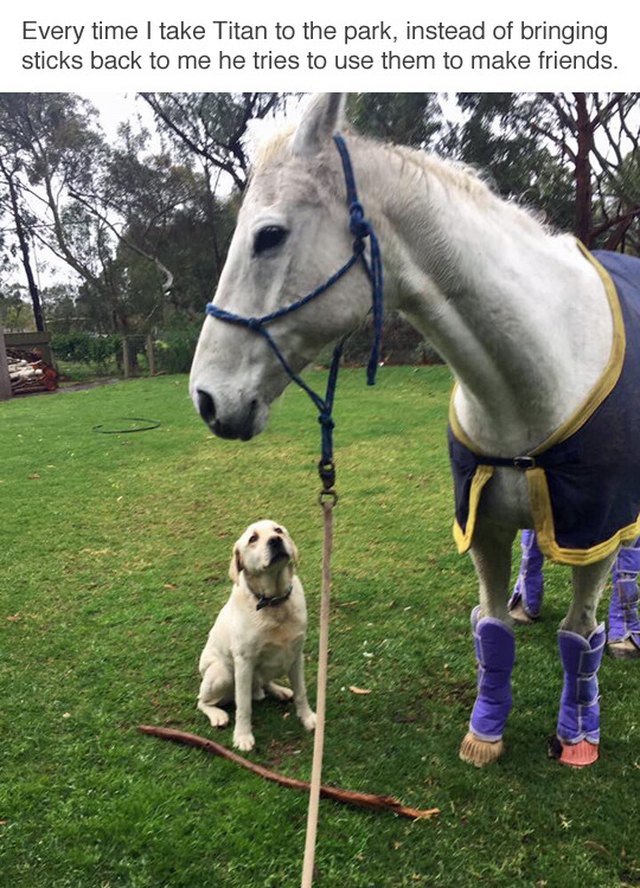 Dog presenting horse with a stick.