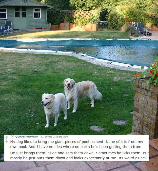 Two dogs near a swimming pool.