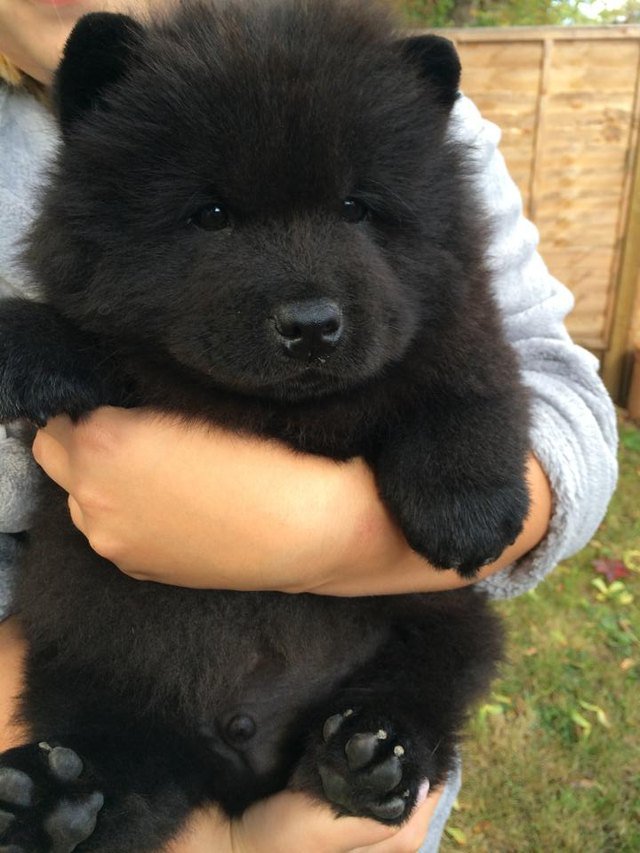 Black Chow Chow puppy