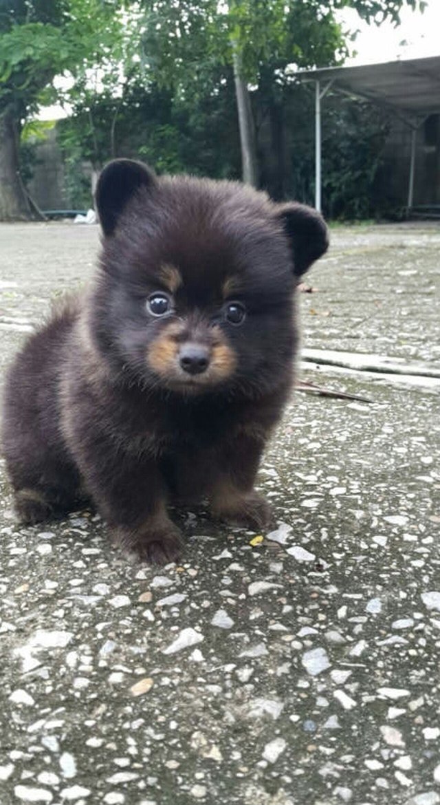 puppy dog that looks like a bear