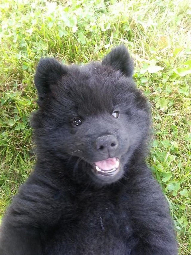 20+ Dogs Who Could Be Mistaken As Bears - Small Joys