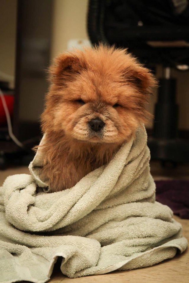 Puppy looks like a frowning bear