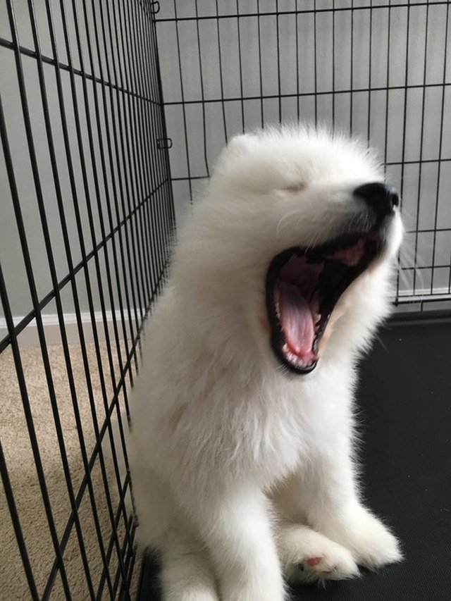 Fluffy white puppy yawning