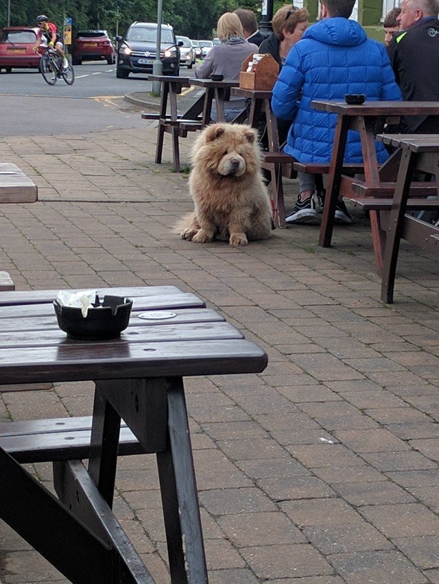 Bear-like dog sitting next to owner at picnic table