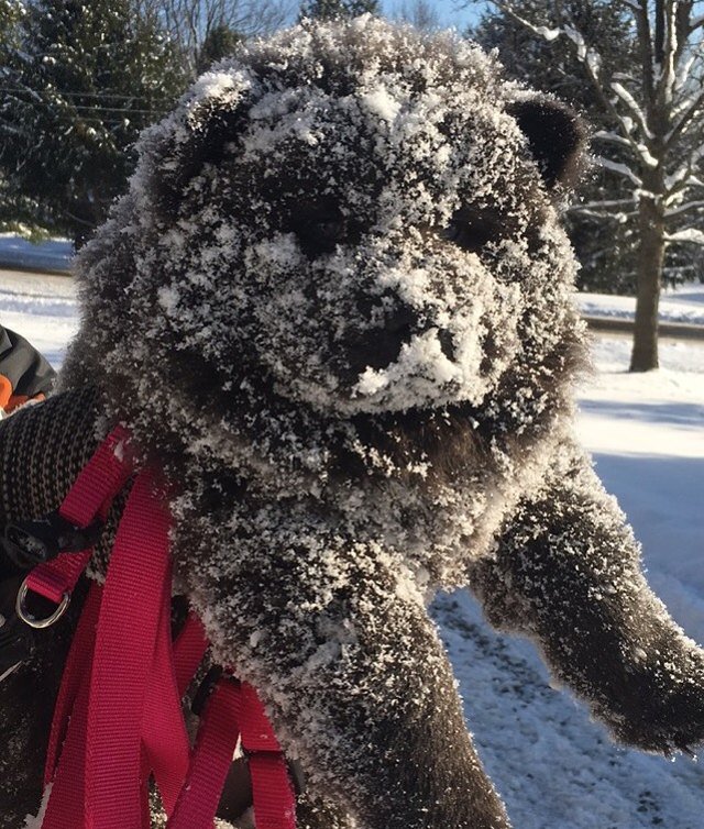 Black Chow Chow with its face covered in snow