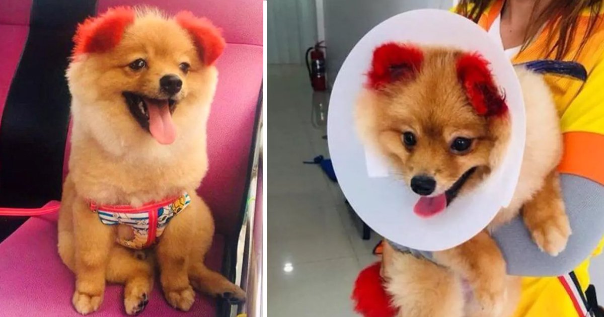 dsfsdf.jpg?resize=412,232 - Dog's Ears Completely Fall Off After Owner Dyes Ears Red