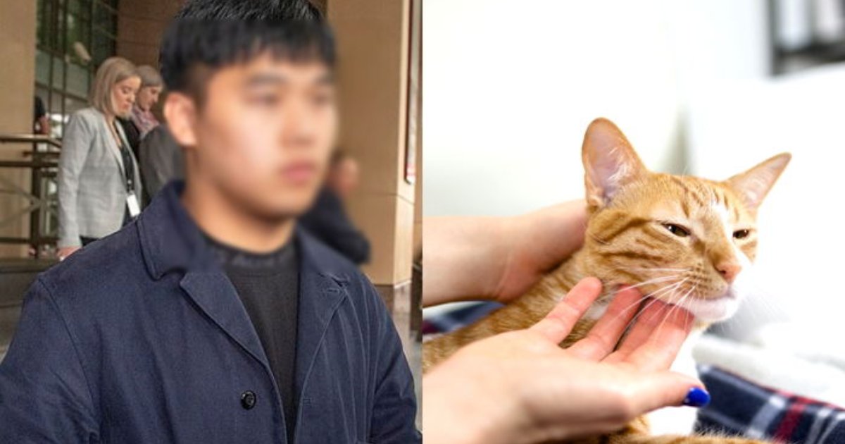 e696b0e5a29ee5b088e6a188 10.png?resize=412,275 - “精神不安定な彼氏！私が飼っていた猫を45階から落としたんです！！！"