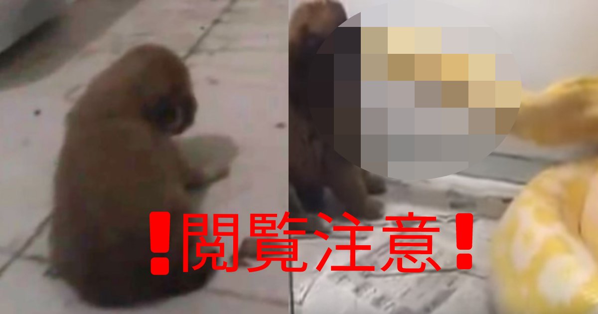 閲覧注意 中国 ニシキヘビに可愛い子犬を差し出し エサ なのか と非難殺到 Hachibachi
