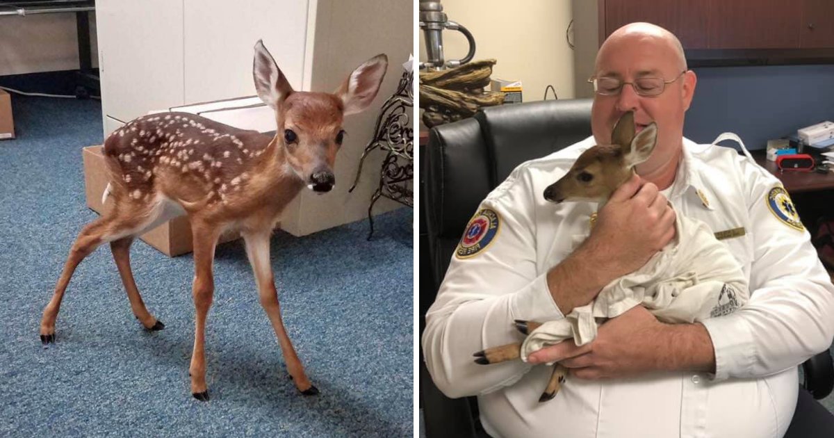 fawn6.png?resize=412,275 - Rescuers Found Heartbroken Baby Deer Grieving Next To Mother's Body
