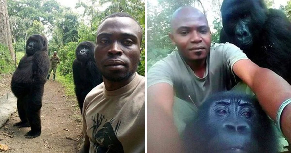 featured image 52.png?resize=412,232 - These Gorillas Love To Pose For Selfies With Anti Poaching Rangers