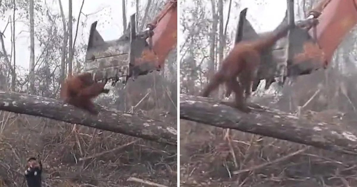 featured image 53.png?resize=1200,630 - Viewers Heartbroken After Watching The Desperate Orangutan 'Fighting' The Bulldozer That Is Destroying Its Home