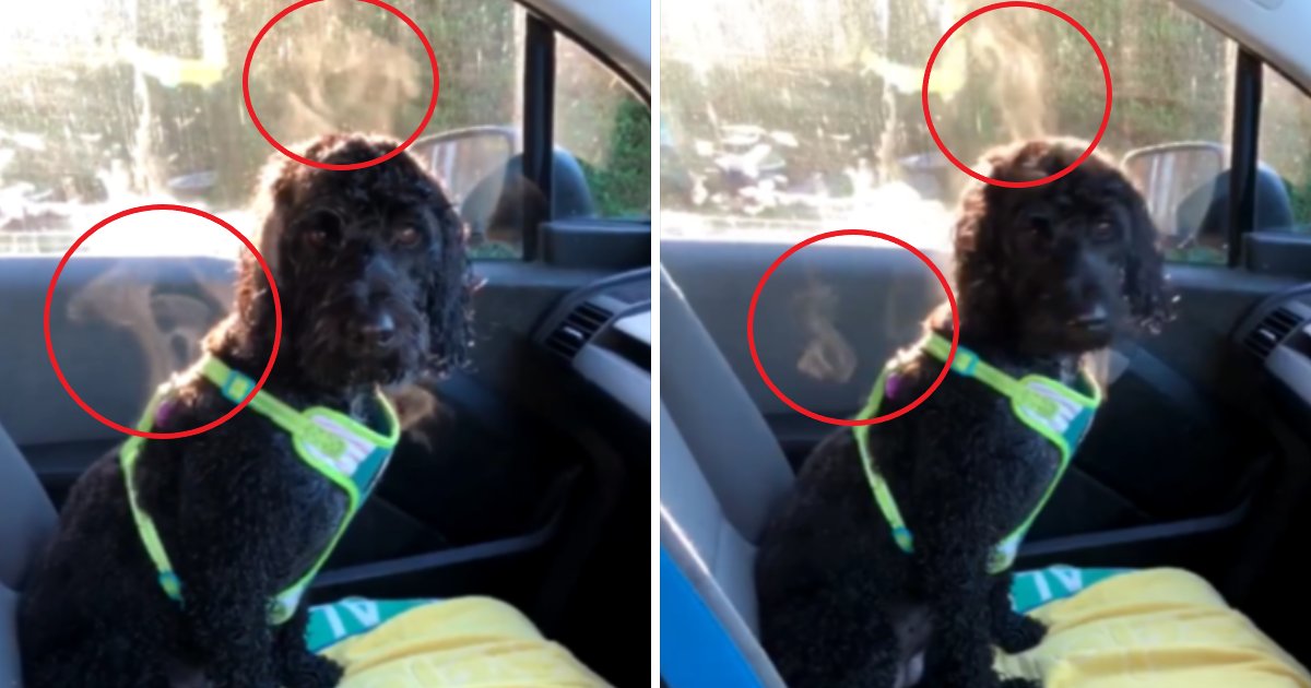 featured image 54.png?resize=412,275 - Why You Should Never Leave Dogs In Cars