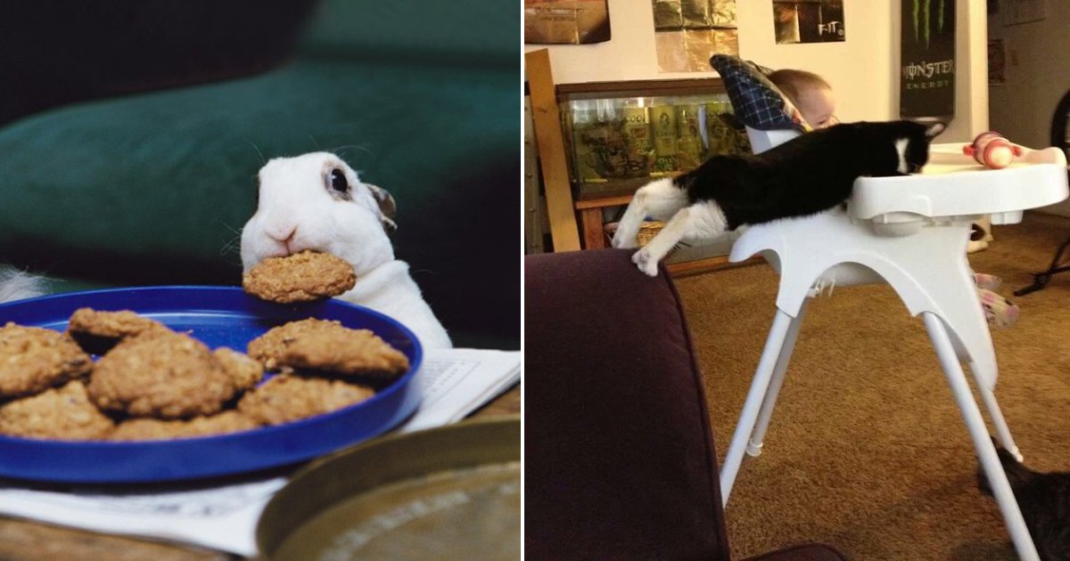 food thief.png?resize=412,275 - 15+ Hilarious Photos Of Furry Food Thieves