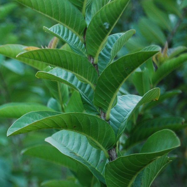 Image result for guava leaves