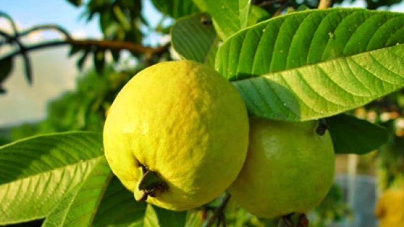 Image result for guava leaves