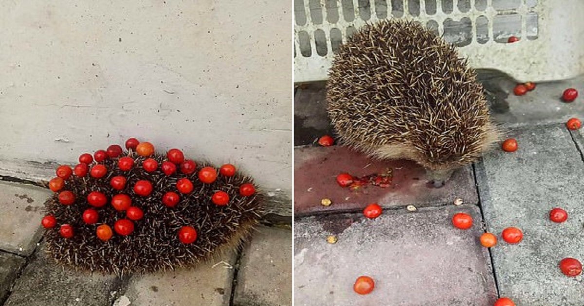 h4 1.jpg?resize=1200,630 - Hedgehog Caught "Stealing" Cherries In A Courtyard Tried To "Flee From Police" When They Approached