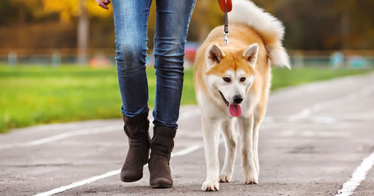health benefits of walking with your dog each day.jpg?resize=1200,630 - Les avantages pour la santé de marcher avec votre chien tous les jours