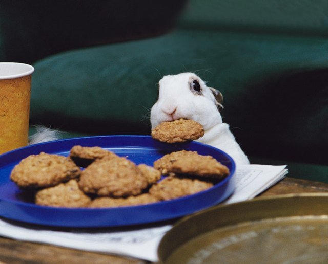 Bunny stealing cookie off plate.
