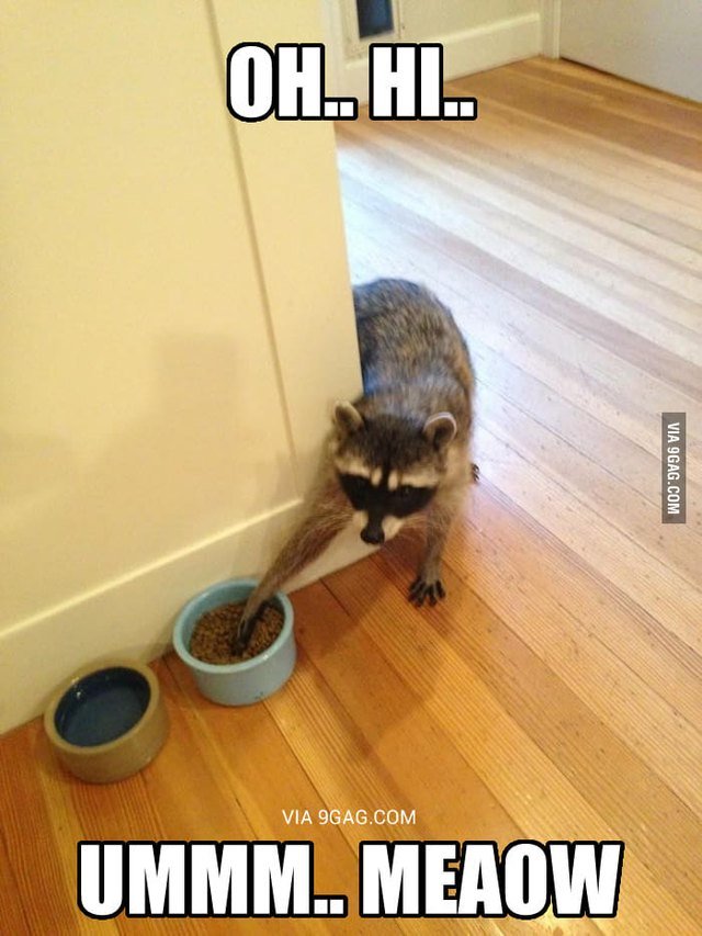 Raccoon stealing from bowl of cat food.