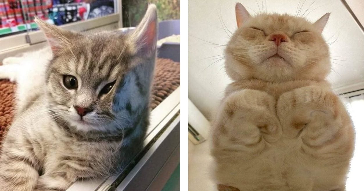 40 Hilarious Photos Showing Why Cats  Are Perfect With 