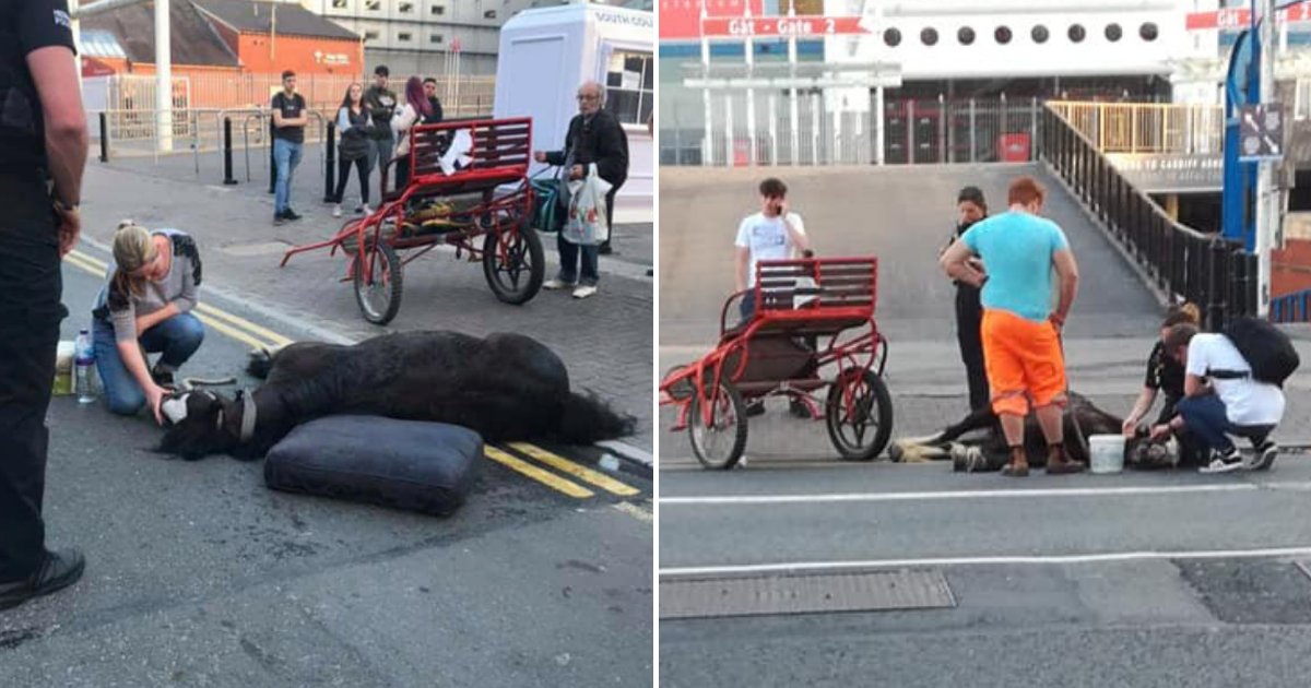 horse4.png?resize=412,275 - Exhausted Horse Collapsed In Front Of Shocked People After Spending Long Hours In Heat