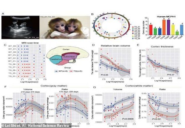The graphs above show how the chances that resulted from the gene implant, including (D) the change of relative brain volume (measured by the total brain volume divided by body weight) during development, (E) cortex thickness , (F)Â cortex gray matter volume and ratio and (G) the change of cortex white matter volume and ratio during brain development