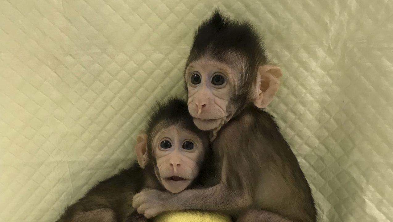 Image result for Chinese scientists implant human brain genes into monkeys to make them SMARTER