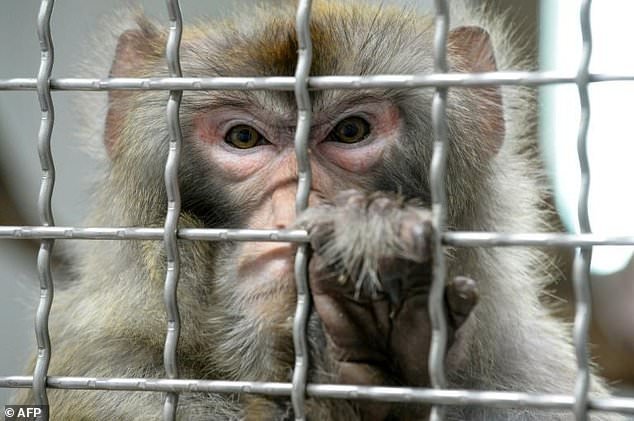 The researchers said the rhesus monkey, though genetically closer to humans than rodents, is still distant enough to alleviate ethical concerns. File photo