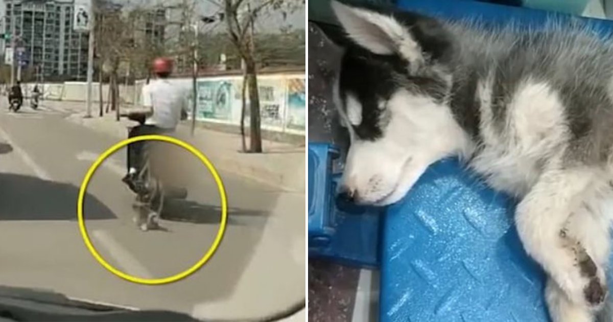 husky2.png?resize=412,275 - People Outraged After A Man Dragged A Husky On The Road While Tied To A Motorcycle