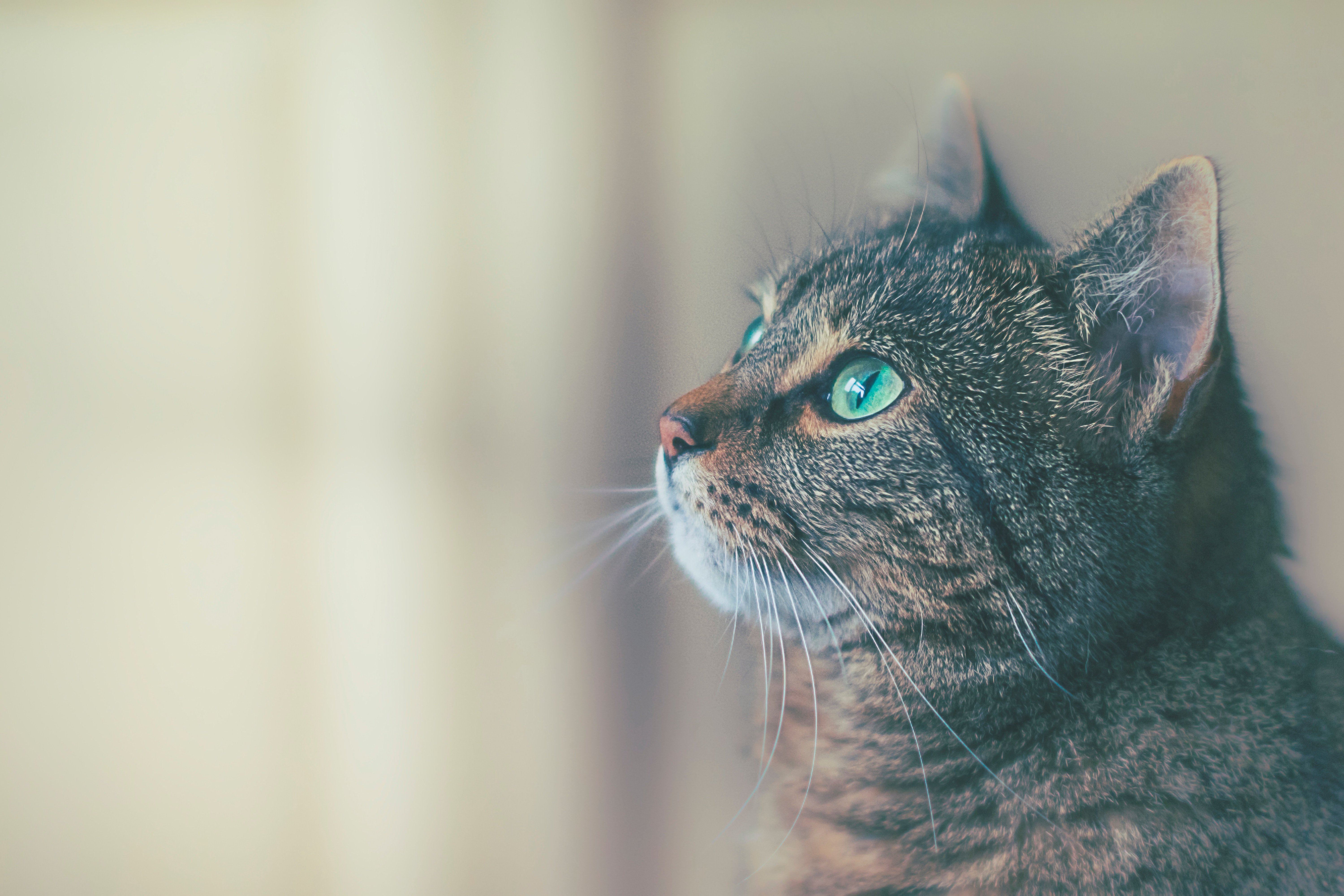 james sutton 705775 unsplash.jpg?resize=1200,630 - La photo d'un chat qui câline un inconnu en pleine convalescence fait craquer les internautes