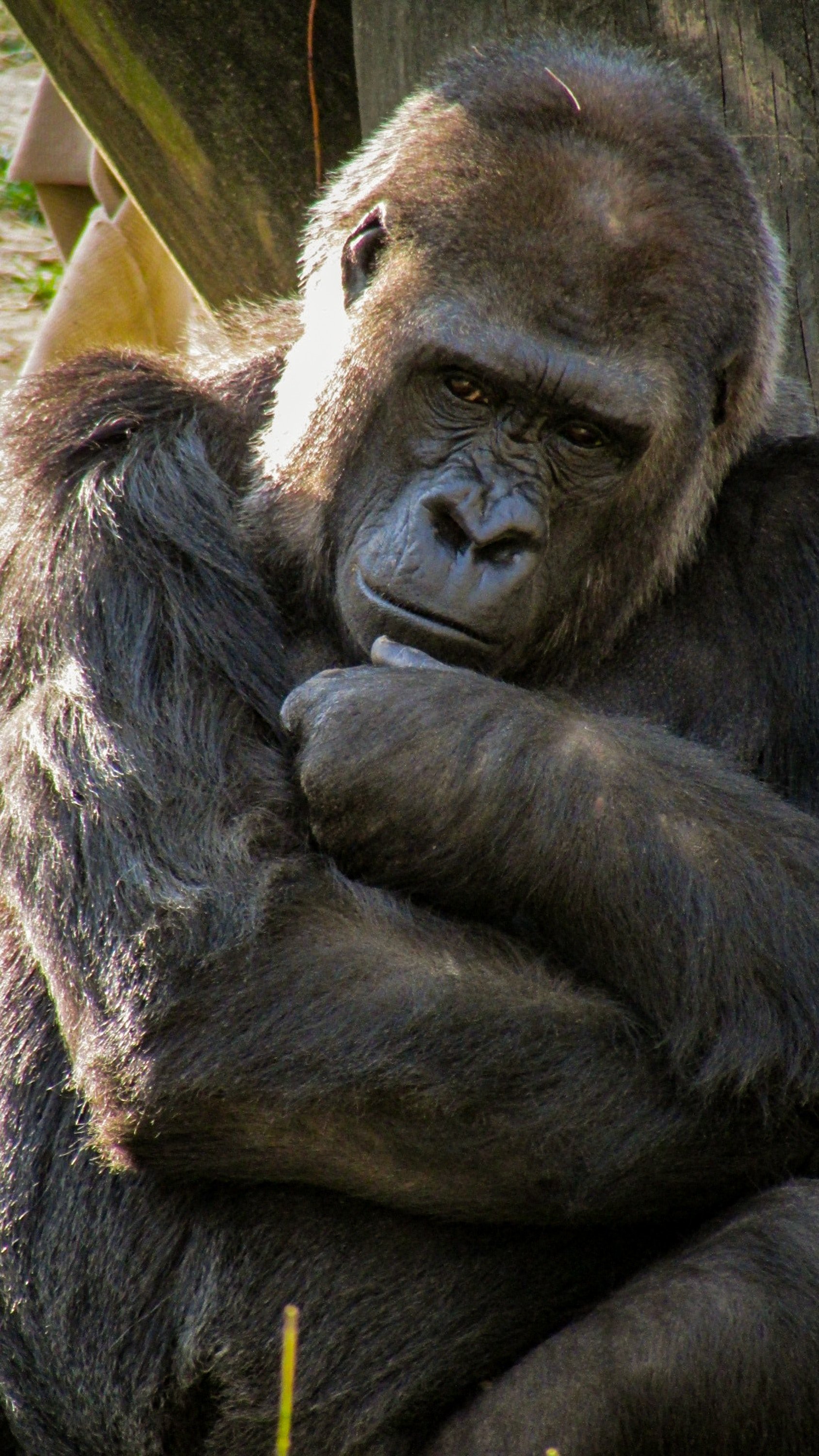 joshua j cotten 1141777 unsplash.jpg?resize=412,232 - Découvrez le selfie du garde forestier avec deux gorilles prenant la pose!
