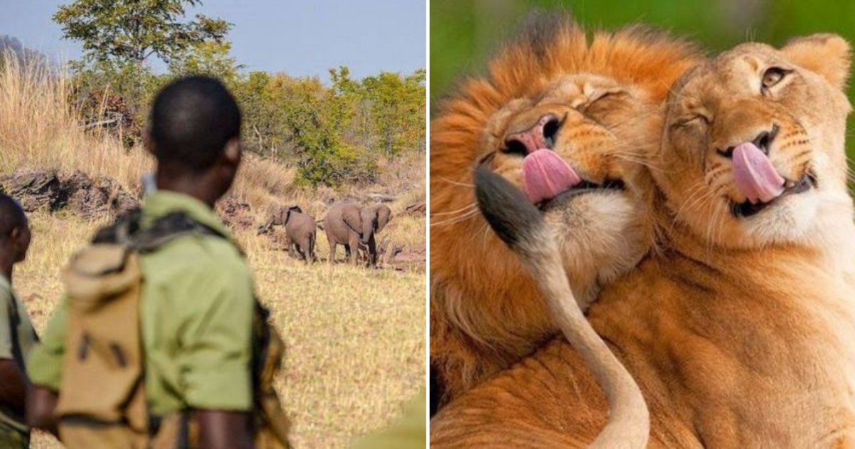 lions.png?resize=1200,630 - Un braconnier de rhinocéros retrouvé mort: piétiné par un éléphant et mangé par les lions