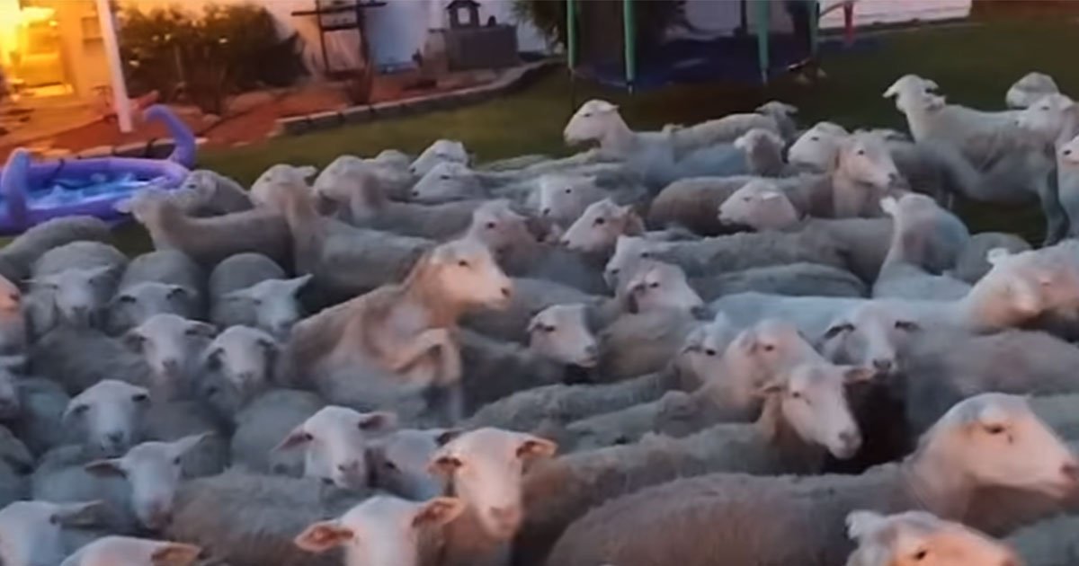 man left his garden gate open and found 200 sheep in his back yard.jpg?resize=412,232 - Un homme a laissé son portail ouvert et a trouvé 200 moutons dans son jardin