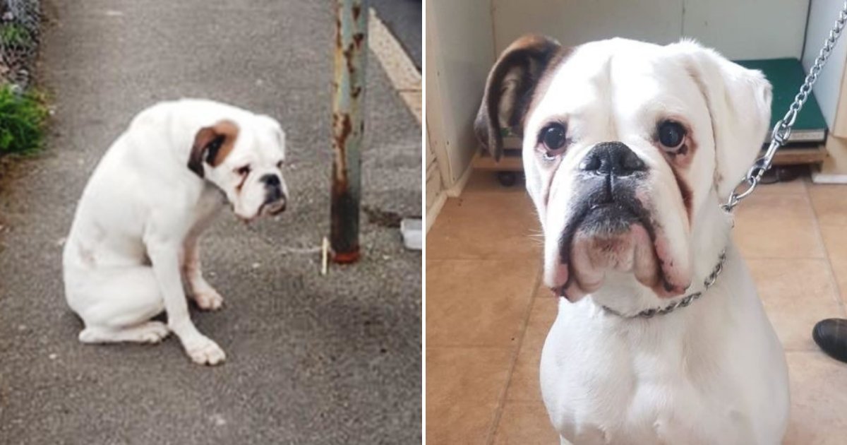 max5.png?resize=412,232 - Man Found A Heartbroken Pup Left Chained To Lamppost And Helped Him Find A Forever Home