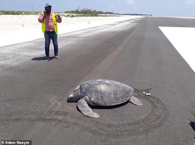 Cette tortue verte en voie de disparition a pondu ses œufs sur la piste de l'aéroport de Maafaru, récemment construit, aux Maldives