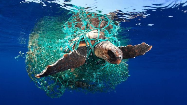 Résultat de l'image pour La tortue en danger revient sur la plage des Maldives pour y pondre ses œufs - seulement pour découvrir qu'une piste a été construite sur un site de nidification historique