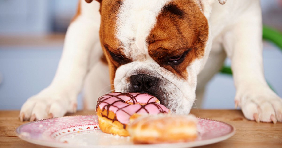 ordinary foods that can have a bad influence on the health of your pets.jpg?resize=1200,630 - Ordinary Foods That You Should Never Give To Your Pets