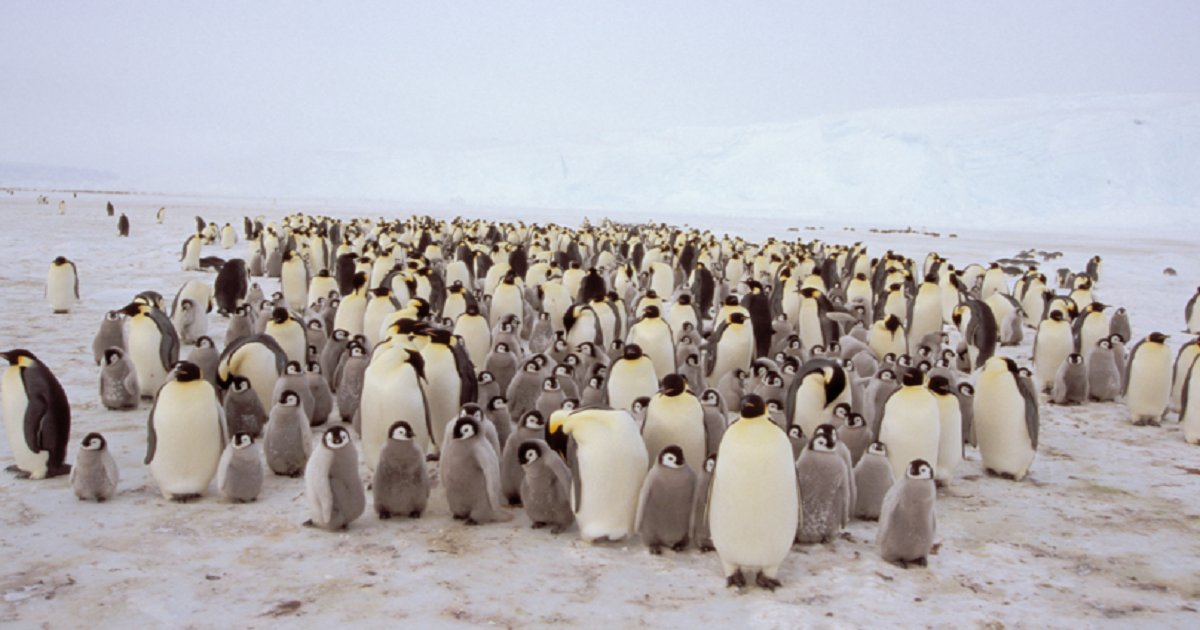 p3 1.png?resize=1200,630 - La deuxième plus grande colonie de manchots empereurs de l'Antarctique a été anéantie, un "signal important" sur l'avenir