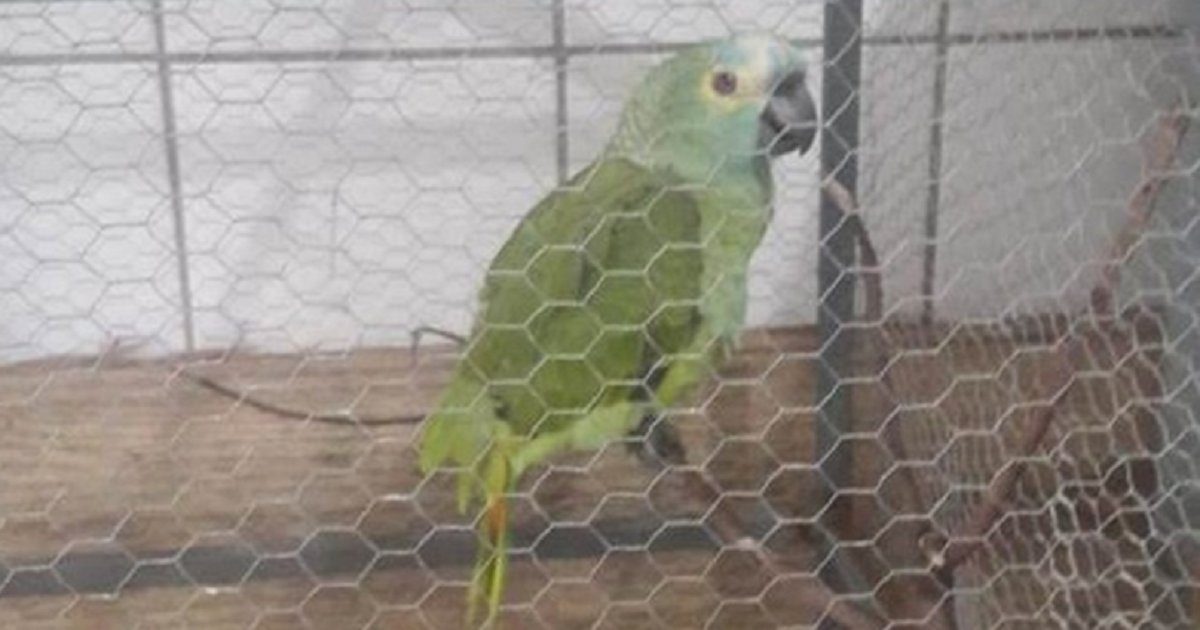 p3.png?resize=1200,630 - Parrot Acting As A Lookout Almost Ruined A Raid By Yelling "Police!" As The Cops Closed In