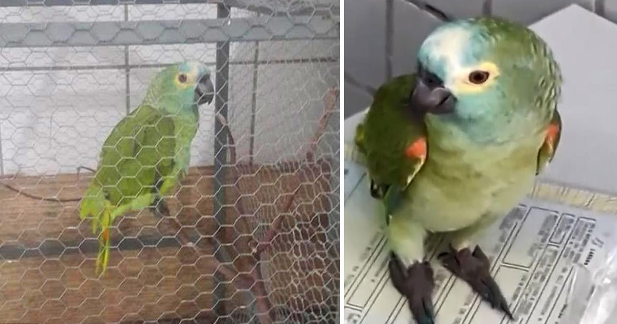 parrot alert owners drug bust.jpg?resize=1200,630 - Un perroquet est arrêté pour avoir alerté ses propriétaires avant un raid de drogue