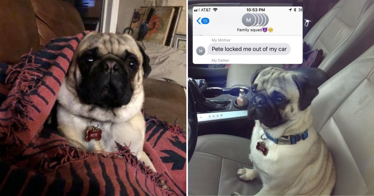 pete4.png?resize=412,275 - Woman Got Locked Out Of Car By Her PUG Pete, Dog Looked Chilled While Waiting To Be Rescued